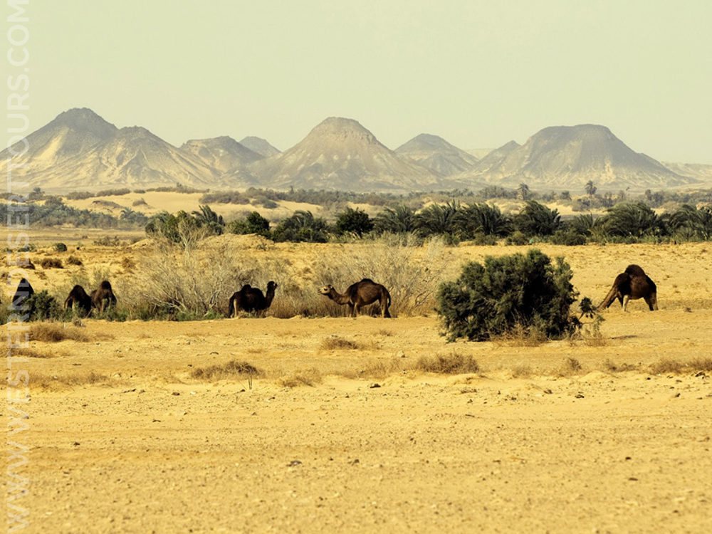 Valley of the Whales (4 Days) | Western Desert Tours