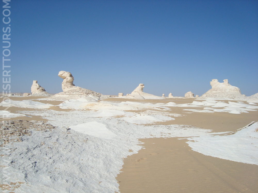 Valley of the Whales (4 Days) | Western Desert Tours